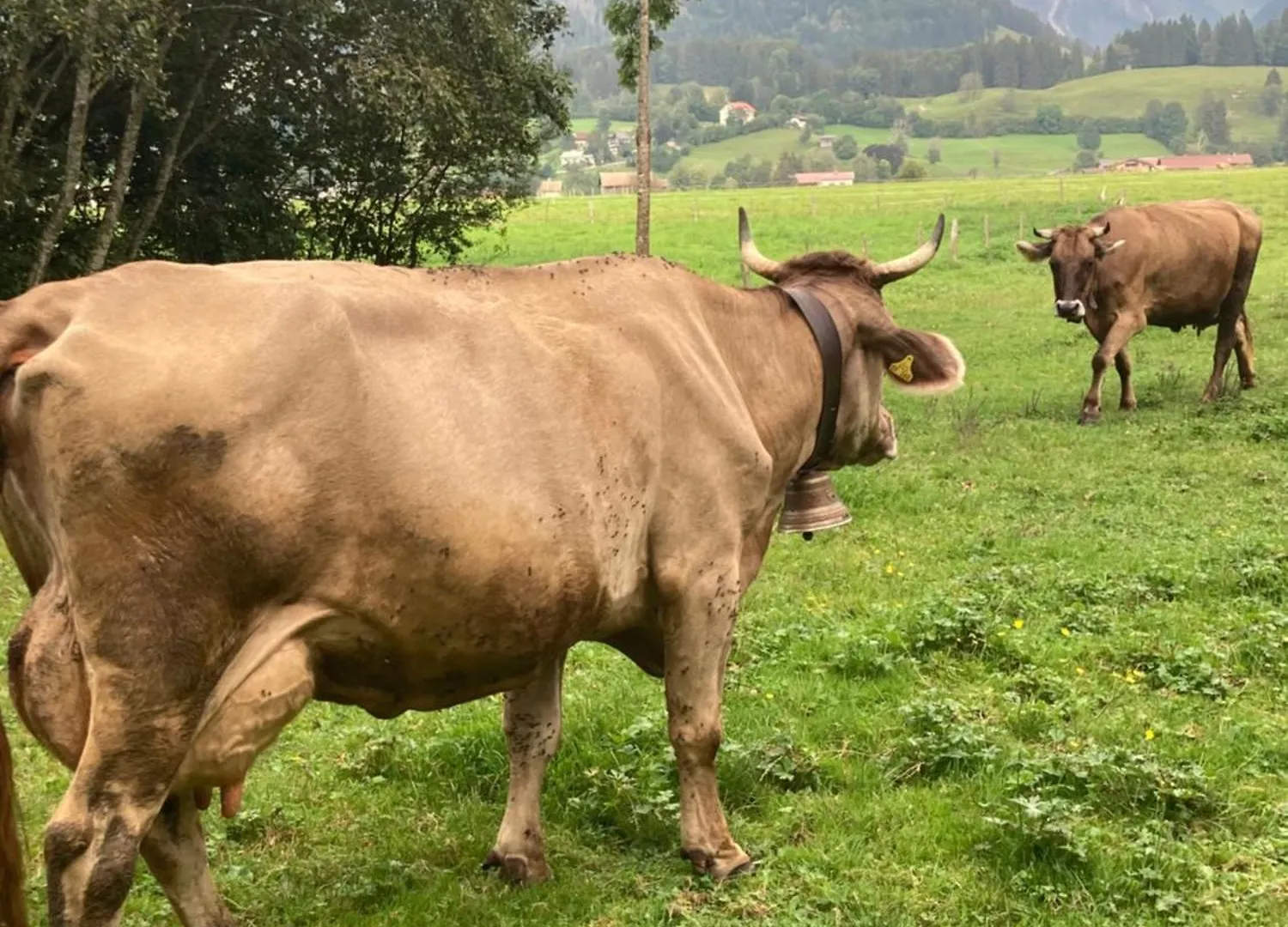 Eistaenzer Nest Daire Oberstdorf